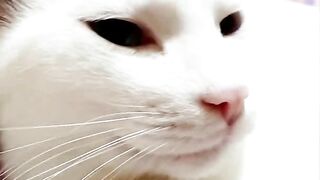 Cat Animal cute video funny kids funny video compilation#7