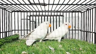 Love birds