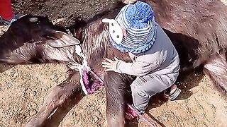 Bay boy paying with Bull local video
