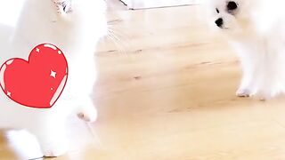 Cat home