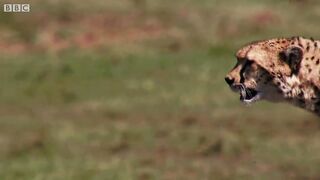Tiger chase wild best