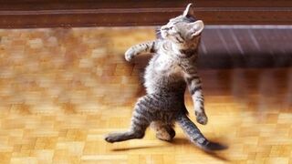 Try Not To Laugh : 1 Hour of Funniest Cat Videos #1 | Best Funny Animal
