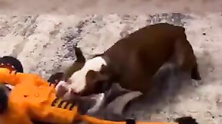 Cute And Funny Animal Moments All 2023