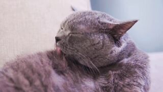Puppy bowl. Funny cats