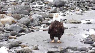Eagle walking