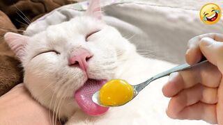 Try Not To Laugh : 1 Hour of Funniest Cat Videos #2 | Best Funny Animal