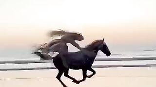 Horse race