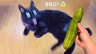 You laugh, You lose ? Funniest Animals ? Part 15