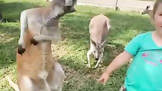 Funny Cute Pets And All Animal Compilation 2023