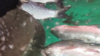 Fish ???? party ke tayari