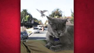 Cat fun . Iron Cat