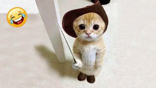 Try Not To Laugh : 1 Hour of Funniest Cat Videos #3 | Best Funny Animal