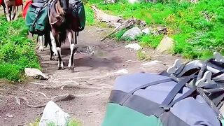 Mountain Goats ???? #mountains #goats #gilgitbaltistanadevnture #virelvideos #travelawesome