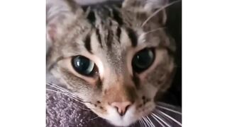 Cutest cat voiceover