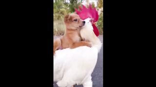 Funny Animals