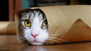 Try Not To Laugh : 1 Hour of Funniest Cat Videos #4 | Funny Animal Videos