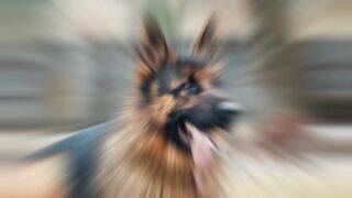 DOG Music