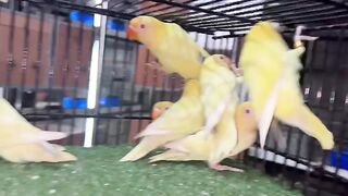 Creamino lovebirds