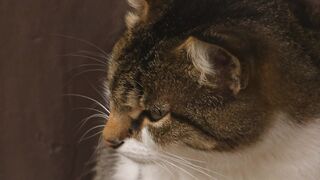 CUTE FUNNY CATY