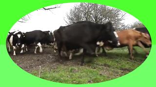 Смешное видео прикол