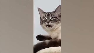 Try Not To Laugh Cat ???? Funniest Cats and Dogs ???? Funny Animals #2