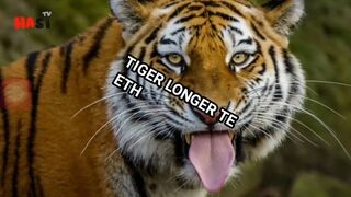 Most dangerous tiger teeth