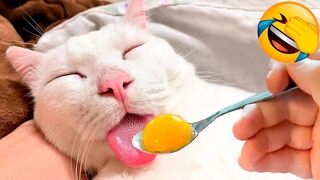 Funniest Animals 2023: Cute Dogs and Cats! ????
