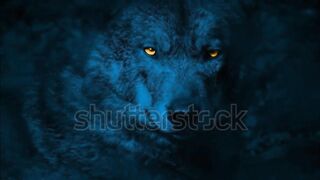 Wolf dangerous animals