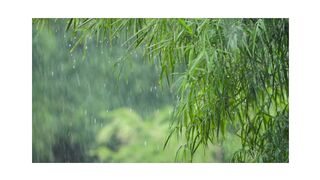 "Tropical Paradise: The Rain-Speckled Green Leaves of the Trees"