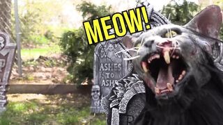 Dogs vs Zombie Cat prank
