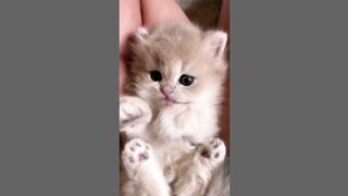 Cat kitten