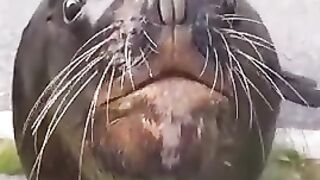 street sea dog demands more fish