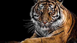 Bloodthirsty Tiger