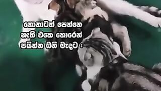 Funny cat