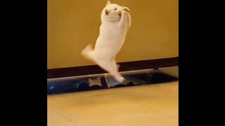 Try Not To Laugh or Grin While Watching Funny Animals Compilation
