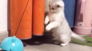 Apakah kamu pernah mempunyai kucing se aktif ini