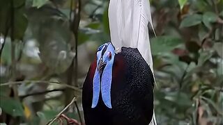 Facts about the Kalimantan Blue-rumped Shama