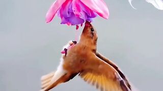 This is the beauty and splendor of various birds in the world