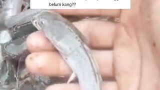 AWAS jangan salah aplikasi PAKAN PELET untuk ikan lele