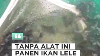 Tanpa ALAT ini panen lele gak akan LANCAR