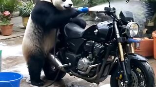 PANDA CUTE