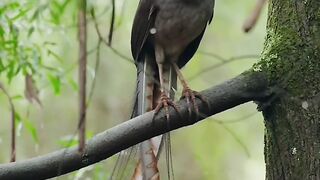 Alberts lyrebird facts
