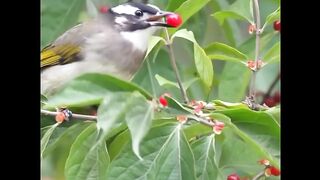 Bird life in the wild