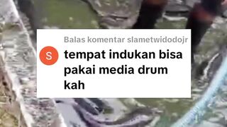 Rekomendasi kolam untuk induk lele jenis dan ukurannya