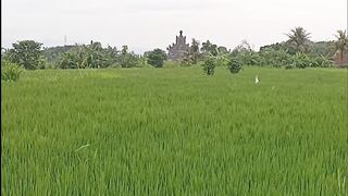 rice fields with green rice