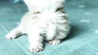 Cutecat