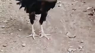 ayam bk kelasik