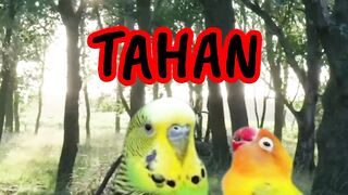 Beautiful of Birds and sounds of nature