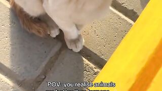 Animals are better than humans