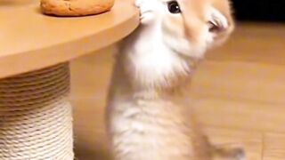 the little thief